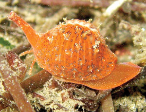 Music Calendar: June 24 - July 8