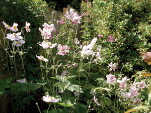 Japanese anemones: fall color for your garden