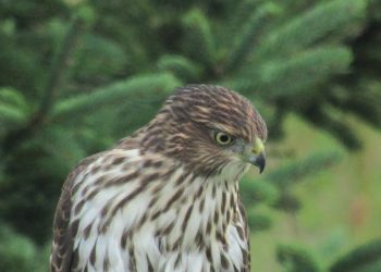 City to sanitize sidewalks in beach communities
