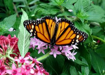 iFLY takes flight in Mission Valley