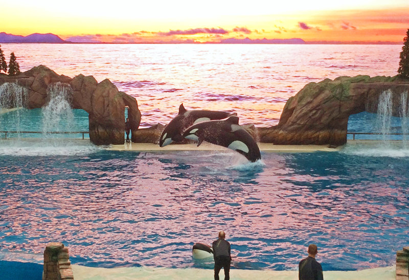 SeaWorld debuts new Orca Encounter and other shows