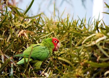 Albion SC Pros taps into Pacific Beach's soccer spirit
