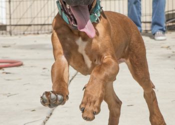 San Diego woman safe following Brussels attacks