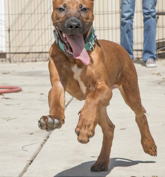 Dogs rescued from meat farm available for adoption