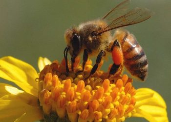 Belly up at Bellini beauty bar