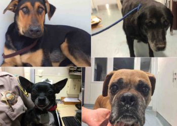 Suspect arrested in spree of assaults against the homeless