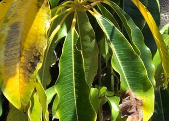 Point Loma parley updates civic groups on Peninsula projects