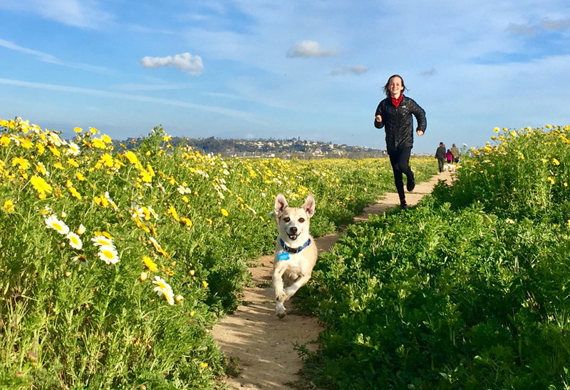 City Planning Commission votes to reduce off-leash dog park on Fiesta Island