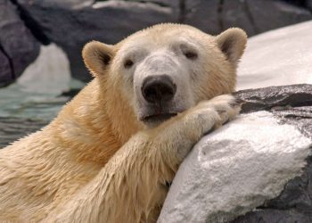 San Diego divers uncover wreck of missing Aegean