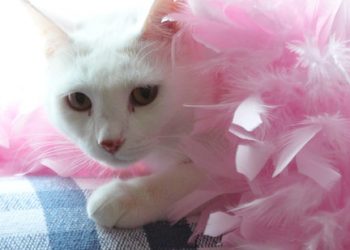 The election is Tuesday – do you know where to vote?