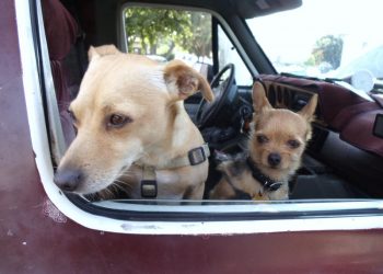 Schoolyard Dash highlights All-Schools Fair