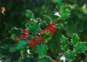 La Jolla Symphony: In death, Arthur Wagner's wish comes true