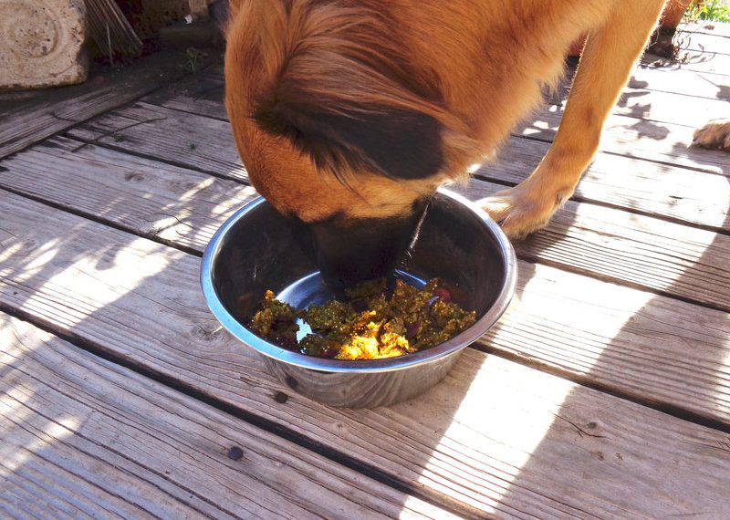 PAWS-ITIVELY DELICIOUS: Taking puppy love to a new level: healthy doggy muffins