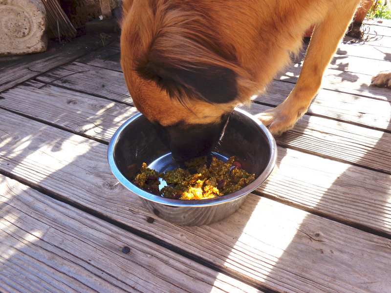 PAWS-ITIVELY DELICIOUS: Taking puppy love to a new level: healthy doggy muffins