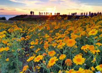 Bringing traditions of Cook Islands canoe making to Pacific Beach