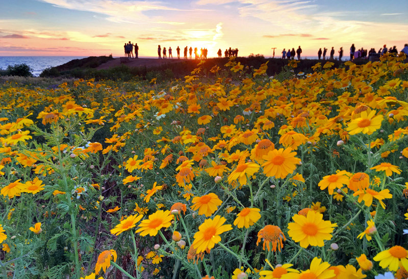 News and community briefs for Ocean Beach and Point Loma