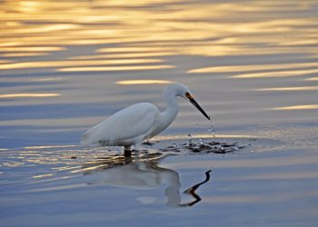 Isabella Rossellini brings environmental monologue ‘Link Link Circus’ to La Jolla