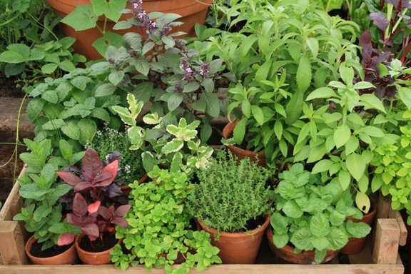 FROM MY GARDEN – Spice up summer with herbs and mint juleps