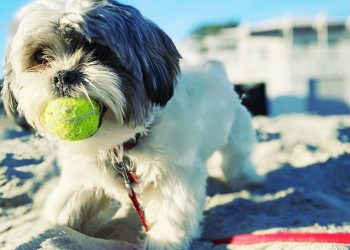 Do you know what to do if you find a stray kitten?