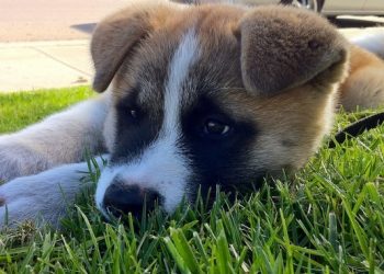 Moores Cancer Center part of new UC Cancer Consortium