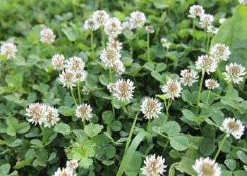 Tuberculosis case reported at Naval Base Point Loma