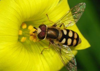 Guest Editorial: Chargers stadium drama injures team