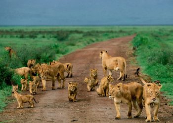 Noted wildlife photographer has seen it all; now you can too