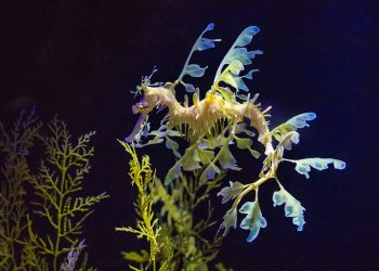 BRIEFS: Birch Aquarium announced 'Seadragons & Seahorses' opening date, Step by Step 5K Walk and more