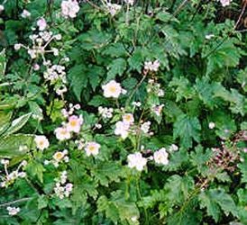 Cabrillo Festival moves to naval base