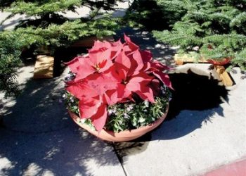 Growing poinsettias, Flores de Noche Buena