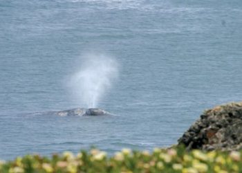 High Tech High graduate debuts play at the Globe