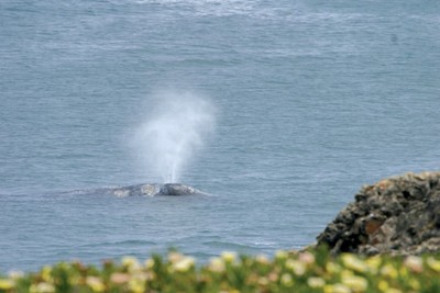 Tis the season for whale watching