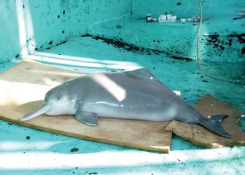 Local music hero Pyles returns to Casbah