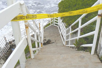 Pup rescued near cliffs
