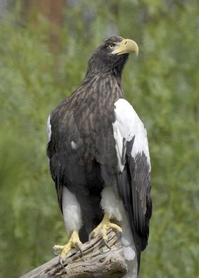 Zoo studies rare eagles