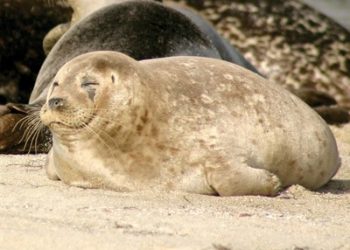 Letters to the editor