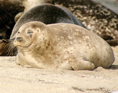 Council committee approves seal-harassment measure