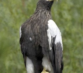 Netters hope to serve up championships