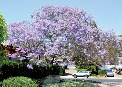 Jacarandas show blazing glory