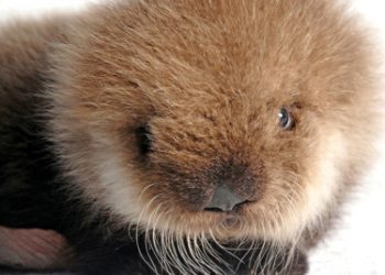 Traveling circuses should be put to rest