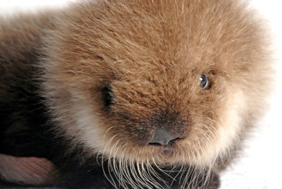 Orphaned sea otter pup getting personal attention at SeaWorld