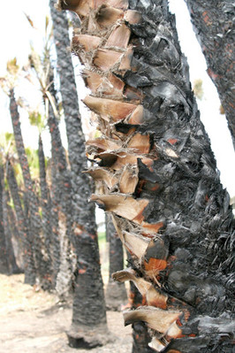 Investigators: Still scant clues in tree arson case