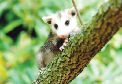Mother-child reunion: an opossum tale