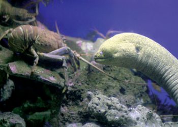 Car company continues luxury lines with yachts