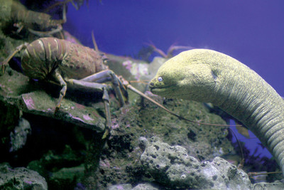 Aquarium salutes 15 years on mesa