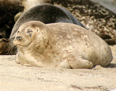 Latest seal deal: Does it seal their fate?