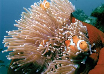 OB cleanup organizer touts successful drive