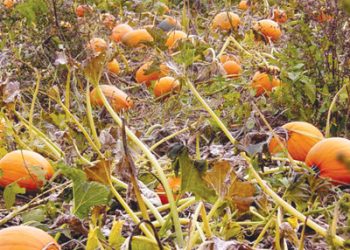 Parking Board meeting postponed until Oct. 31