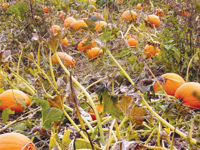 Golden globes: Plan ahead for pumpkins next fall