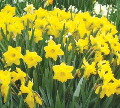 Plant bulbs in autumn for spring color